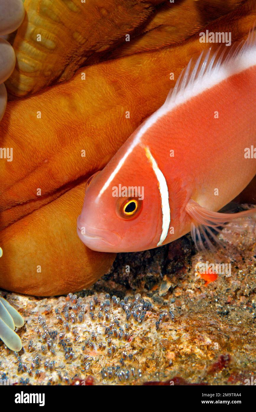 Poisson-clowfish à mouffettes roses, Amphiprion perideraion, également connu sous le nom de poisson-saumon rose. Tendant aux œufs. Tulamben, Bali, Indonésie. Mer de Bali, Océan Indien Banque D'Images