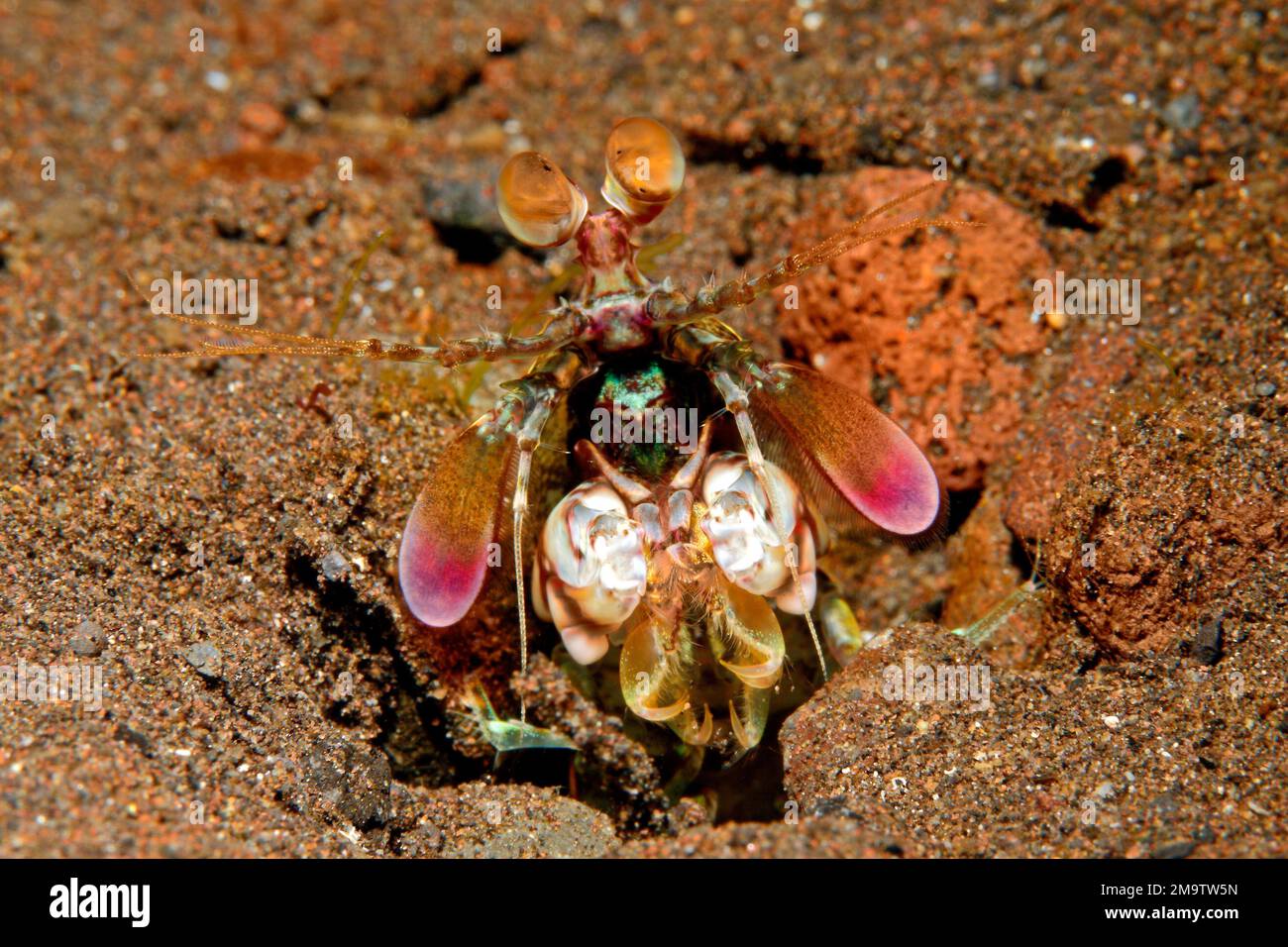 Crevettes mantis à queue rose ou rose, Odontodactylus latirostris. Tulamben, Bali, Indonésie. Mer de Bali, Océan Indien Banque D'Images