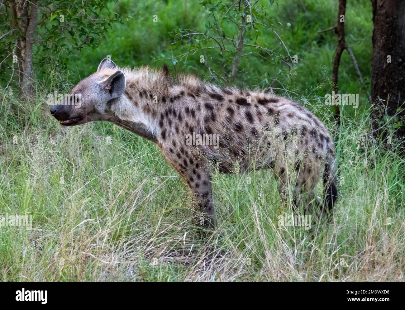 Une Hyena tachetée (Crocuta crocuta), ou en riant Hyena, dans la brousse. Parc national Kruger, Afrique du Sud. Banque D'Images