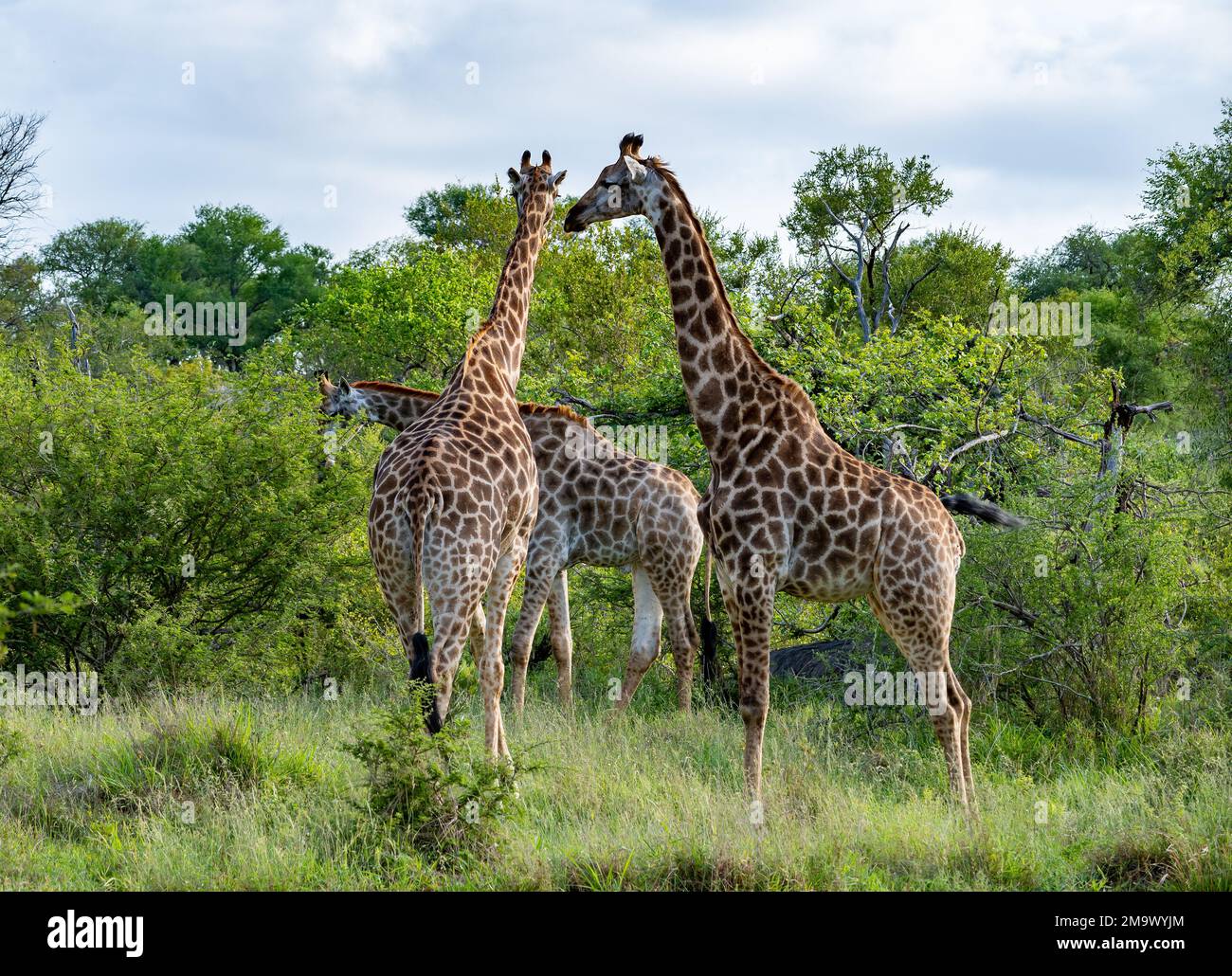 Un troupeau de girafes sud-africains (Giraffa giraffa) se déplaçant dans les buissons. Parc national Kruger, Afrique du Sud. Banque D'Images