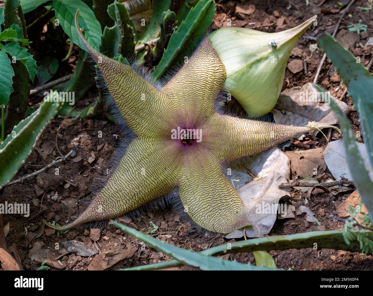 Fleur d'un Cactus de Starfish (Stapelia gigantea), originaire d'Afrique du Sud. Parc national Kruger, Afrique du Sud. Banque D'Images
