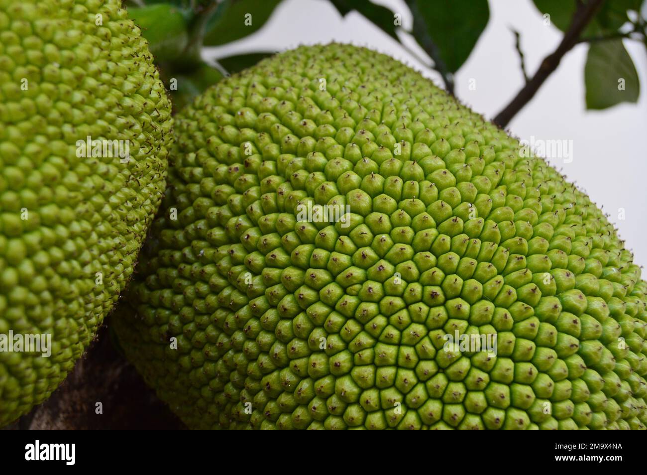 Portrait en gros plan de jackfruit vert suspendu sur l'arbre. Jeunes fruits frais et verts. Banque D'Images