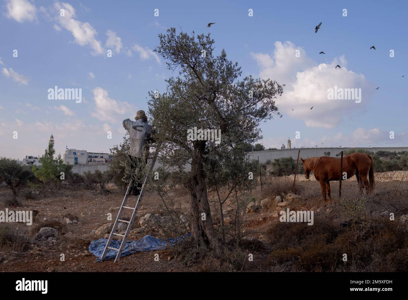 A Palestinian farmer harvests olives next to the Israeli separation barrier in Jerusalem, Sunday, Nov. 13, 2022, with the West Bank city of Bethlehem in the background. (AP Photo/Oded Balilty) Banque D'Images