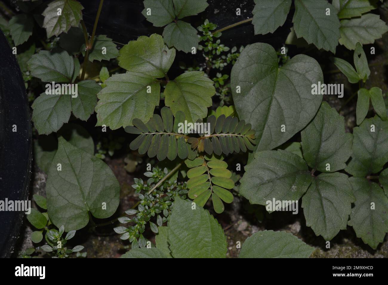 Paysage de diverses plantes sauvages dans la cour arrière. Diverses formes de feuilles de plantes sauvages. jeunes mauvaises herbes. petite forêt. Banque D'Images