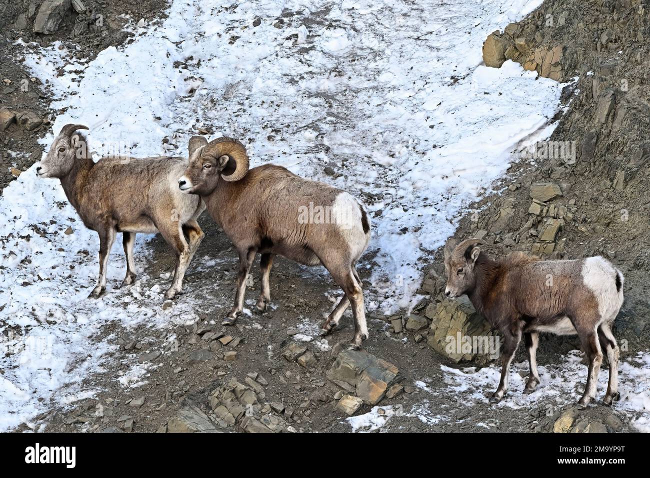 Trois mouflons de Bighorn de montagne rocheux, Orvis canadensis, marchant le long d'une colline rocheuse pendant la saison de rutting dans les régions rurales de l'Alberta au Canada. Banque D'Images