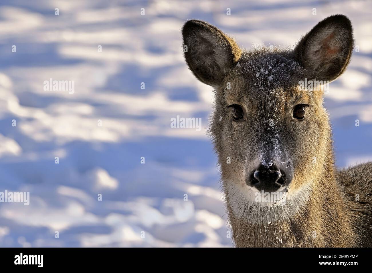 Un portrait d'un jeune cerf de Virginie, Odocoileus virginianus, debout dans la neige fraîche de son habitat boisé dans les régions rurales du Canada de l'Alberta. Banque D'Images