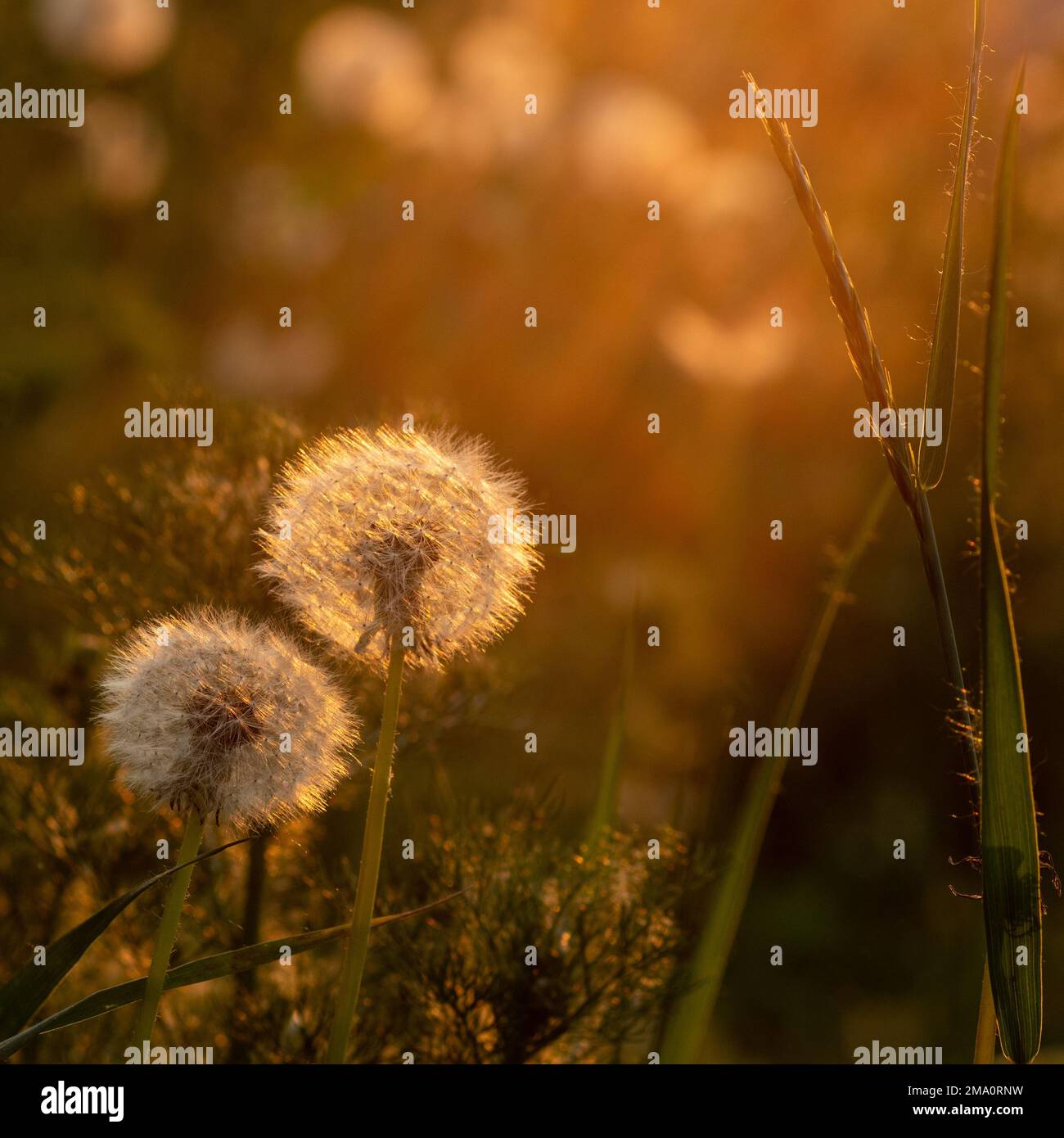 Deux pissenlits ronds lumineux et moelleux dans l'herbe éclairée par le soleil couchant. Concept d'ambiance d'été. Le concept de liberté, rêves d'avenir, tranquilli Banque D'Images