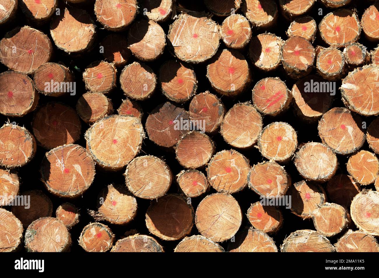 Troncs d'épinette empilés écorchés, Forêt Noire, Bade-Wurtemberg, Allemagne Banque D'Images