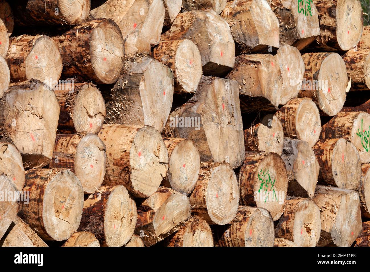 Troncs d'épinette empilés écorchés, Forêt Noire, Bade-Wurtemberg, Allemagne Banque D'Images