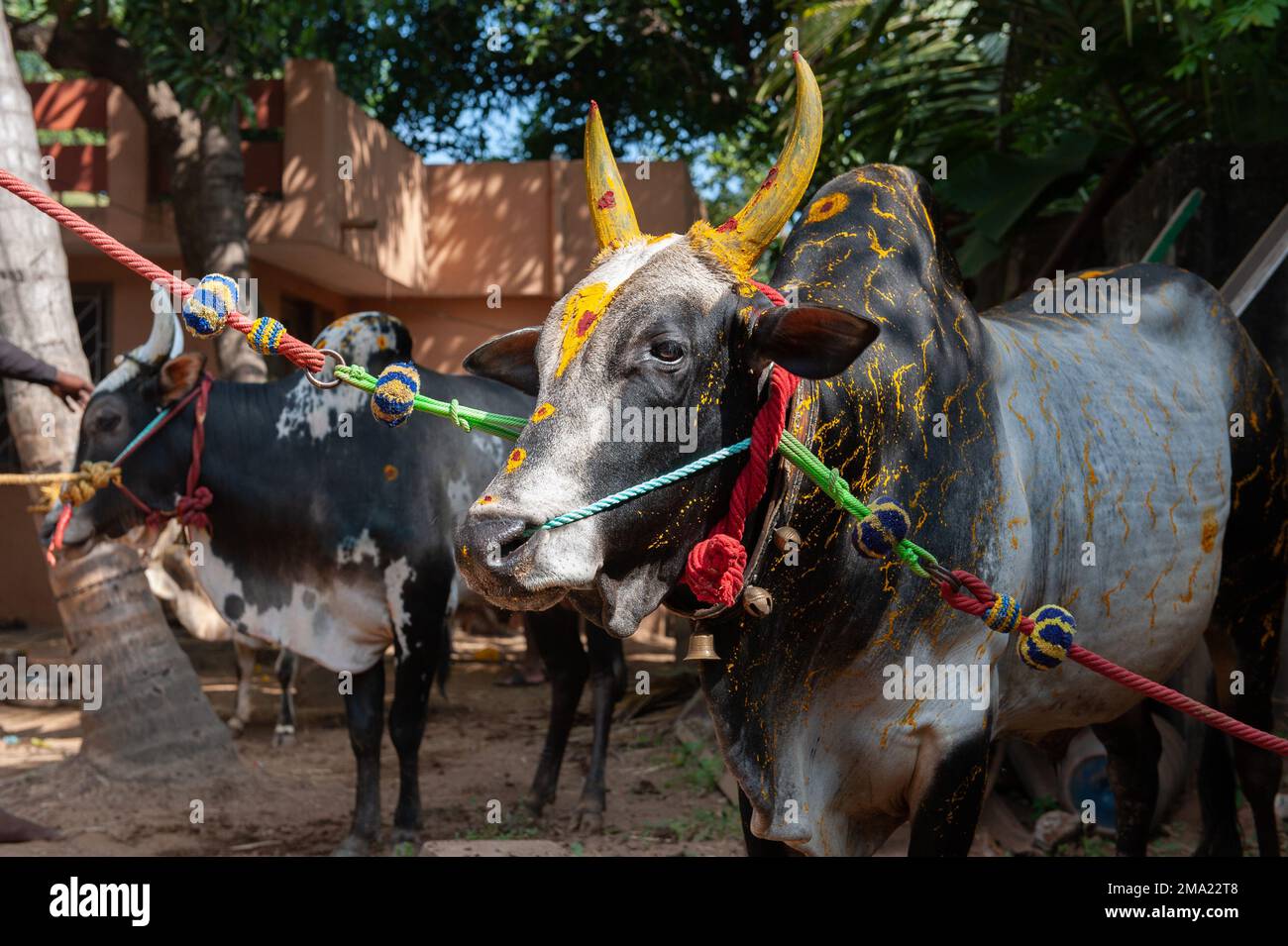 Kuilapalayam, Inde - 17th janvier 2023 : Festival Pongal. L'habillage des vaches avant la parade et la course. Banque D'Images