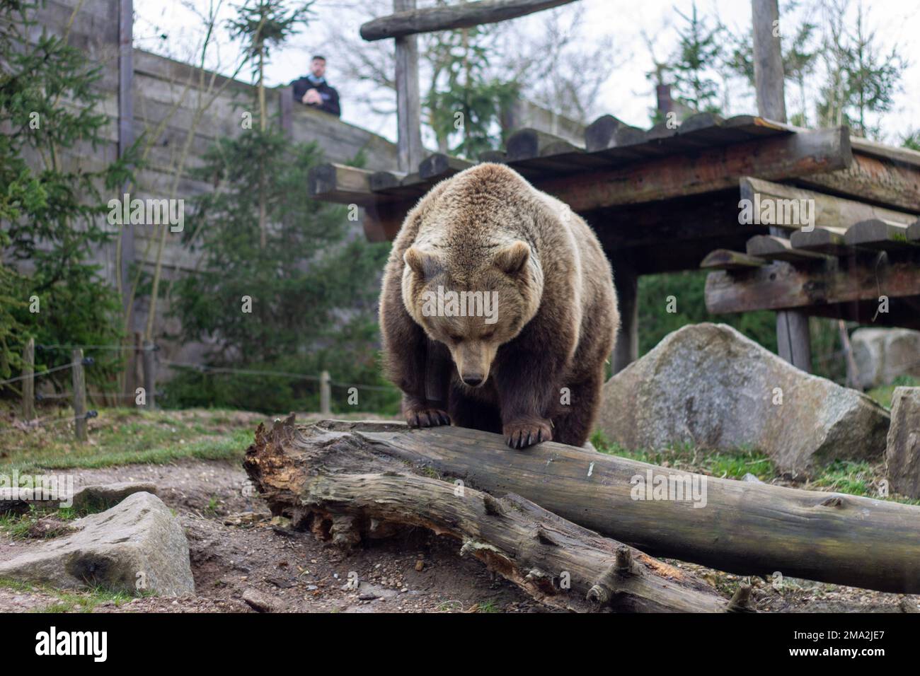 ours brun dans le zoo Banque D'Images