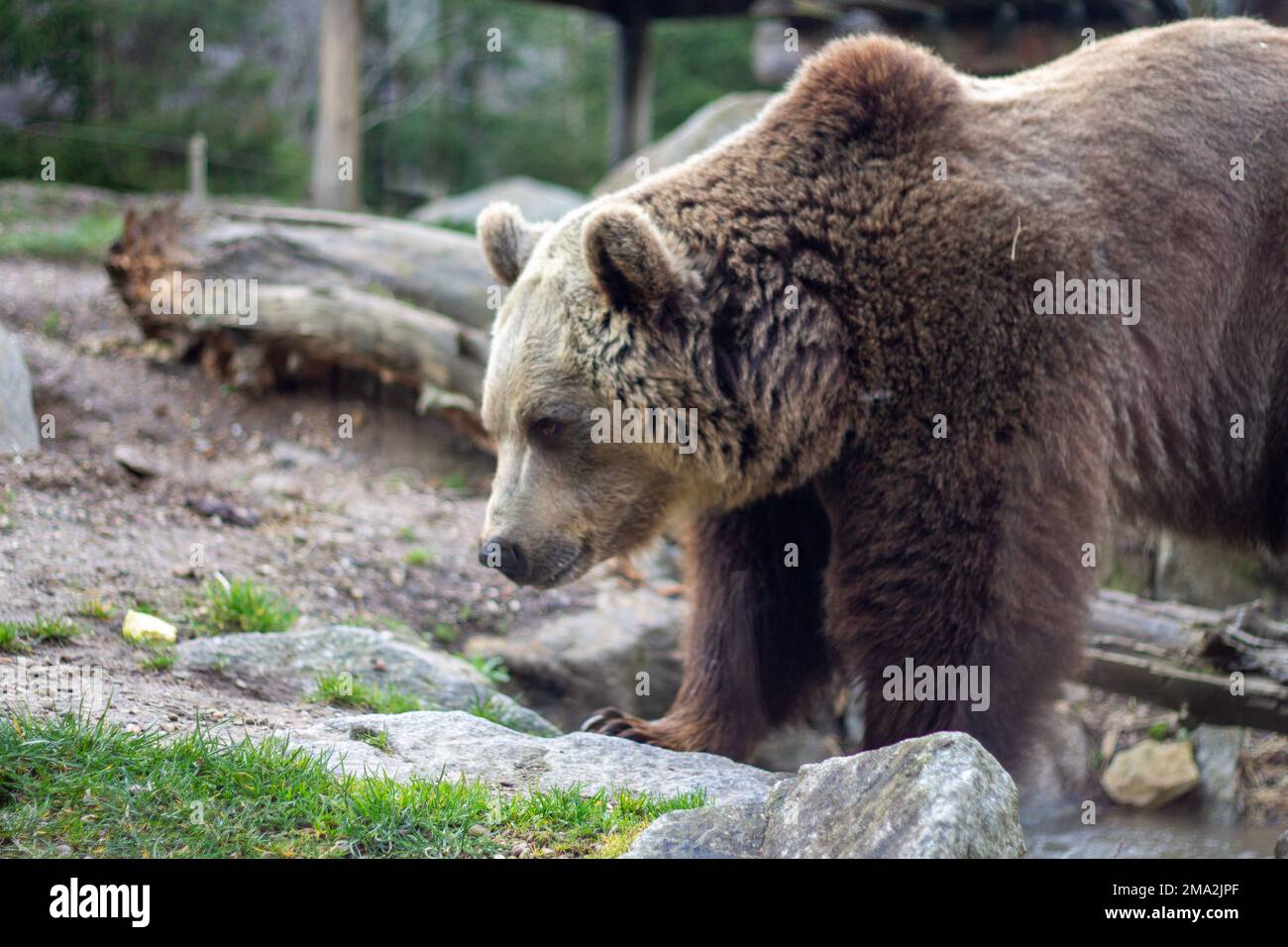 ours brun dans le zoo Banque D'Images