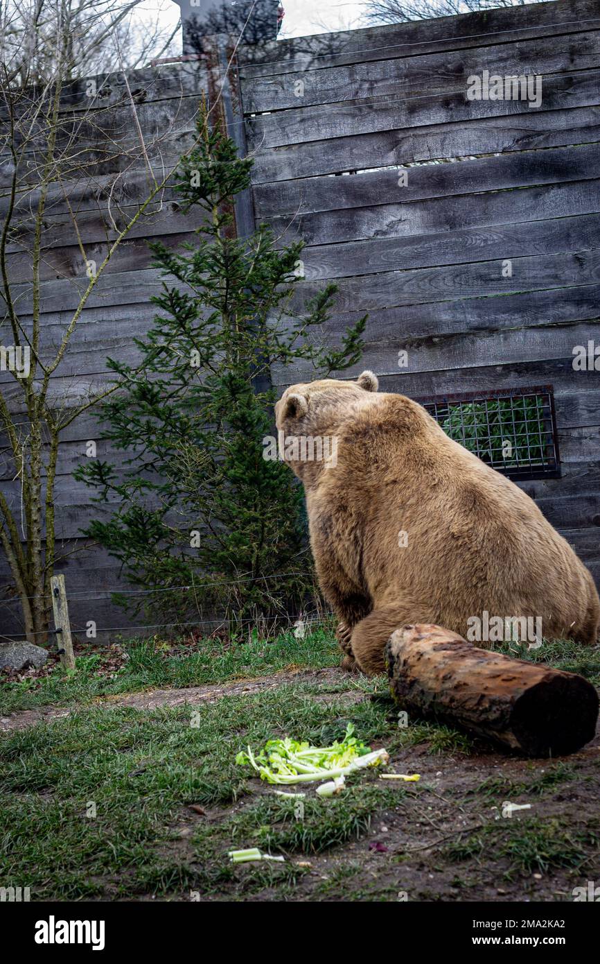 ours brun dans le zoo Banque D'Images