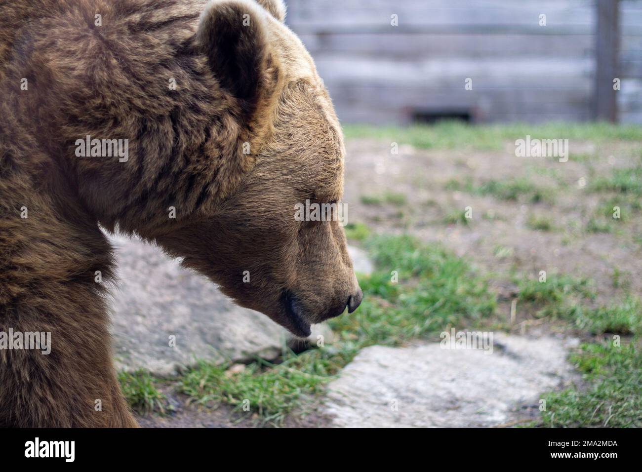 ours brun dans le zoo Banque D'Images