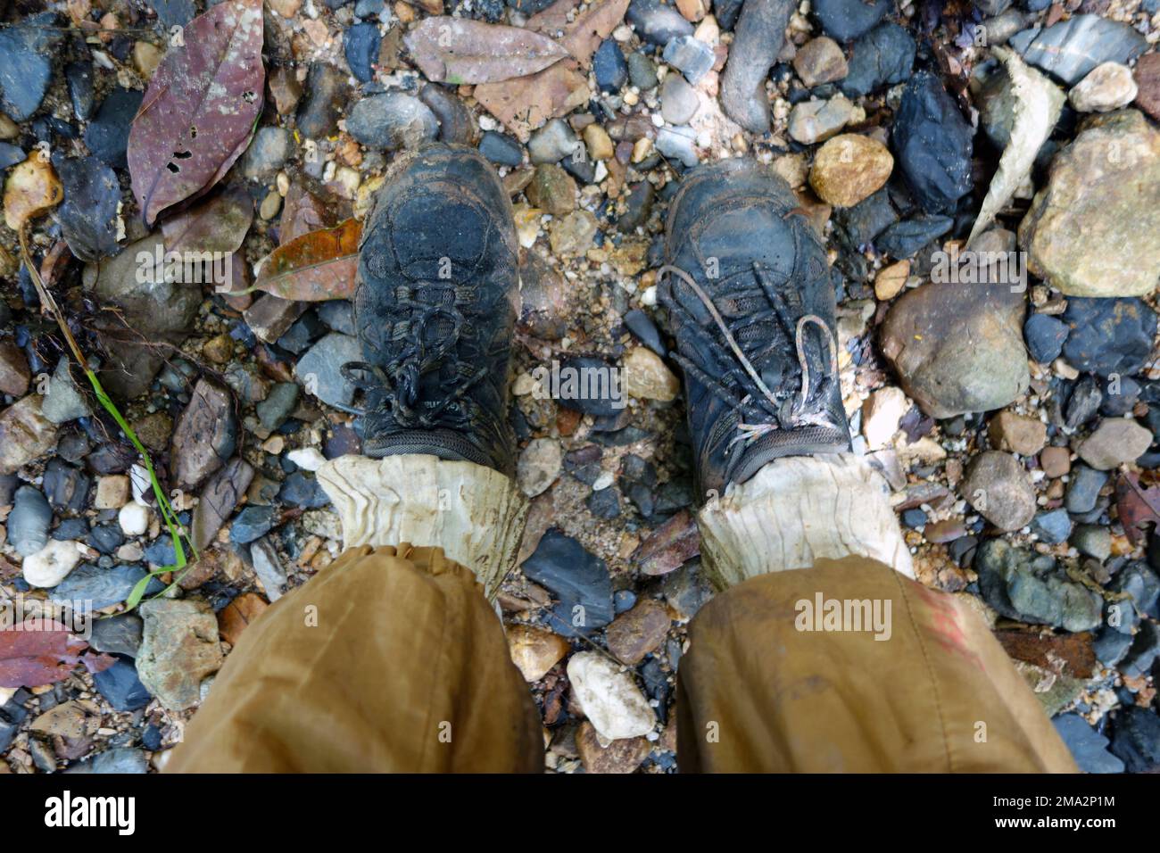 Randonneur portant des chaussettes de leech, Earthlodge Malaysia, Ulu Muda, Malaisie. Pas de MR ou PR Banque D'Images