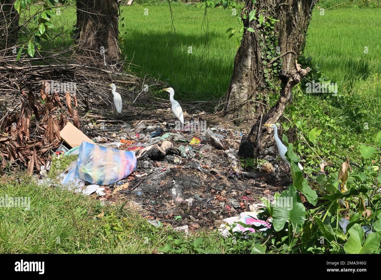 Horana, Sri Lanka -03 janvier 2023:Pile de déchets sur le côté de la route dans une zone rurale avec trois oiseaux de grue sur la pile de déchets Banque D'Images
