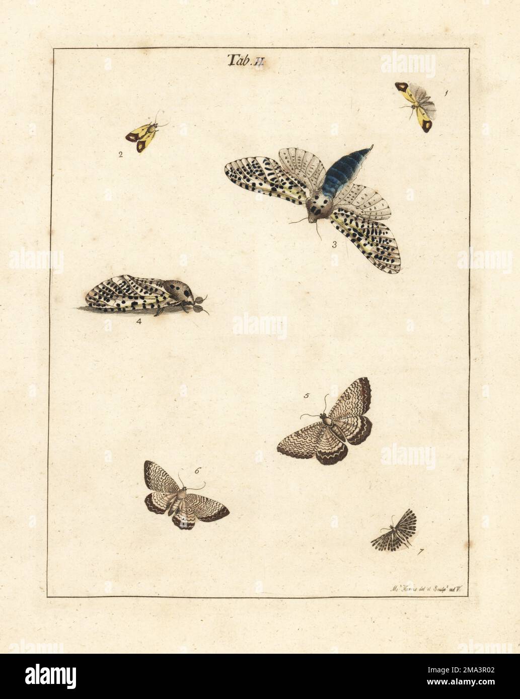 Papillon de paille trouble, femelle, 1,2, léopard des bois, Zeuzera pyrina 3,4, Coquille de pétoncle, Hydria undulata, 5,6, et papillon des vingt-plumes, Alucita hexadactyla, 7. Gravure de copperplate de couleur main dessinée et gravée par Moses Harris à partir de sa propre exposition d'insectes anglais, y compris les différentes classes de Neuroptera, Hyménoptères, Diptera, ou abeilles, mouches et Libellulae, White et Robson, Londres, 1782. Banque D'Images