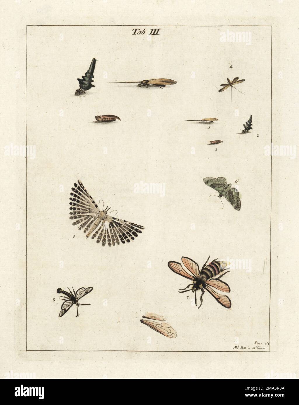 Vingt-panache, Alucita hexadactyla 1, éperon, la lance phalène 2-5, l'olivier 6, l'aile libre hornet, Sesia apiformis 7, et l'éperon à larges bordures, Hemaris fuciformis 8. Gravure de copperplate de couleur main dessinée et gravée par Moses Harris à partir de sa propre exposition d'insectes anglais, y compris les différentes classes de Neuroptera, Hyménoptères, Diptera, ou abeilles, mouches et Libellulae, White et Robson, Londres, 1782. Banque D'Images