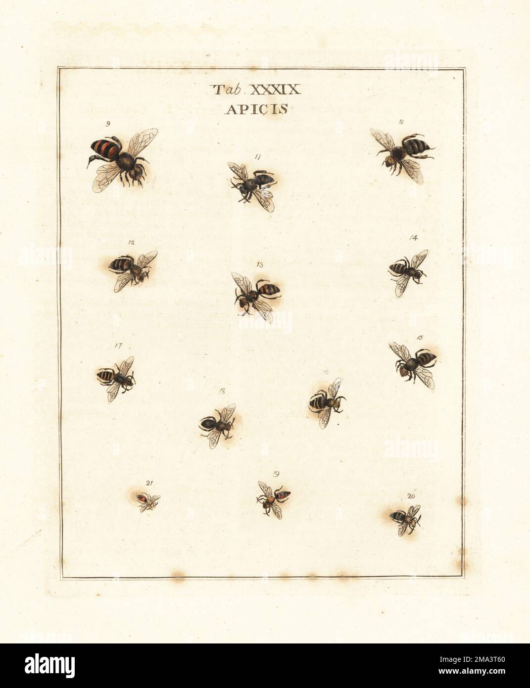 Abeille européenne, APIS mellifera m 9, f 10, A. fortis 11, abeille de mer, Colletes halophilus 12, nomad Bee, Nomada signata 13, generosus 14, acris 15, effrons 16, vitreus 17, hiberus 18, desertus 19, myscelus 20 et minimus 21. Gravure de copperplate de couleur main dessinée et gravée par Moses Harris à partir de sa propre exposition d'insectes anglais, y compris les différentes classes de Neuroptera, Hyménoptères, Diptera, ou abeilles, mouches et Libellulae, White et Robson, Londres, 1782. Banque D'Images