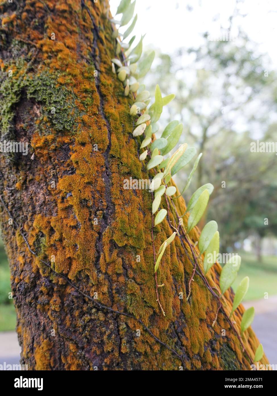 Gros plan d'un tronc d'arbre recouvert de moisissure et de Bulbophyllum drymoglossum Banque D'Images