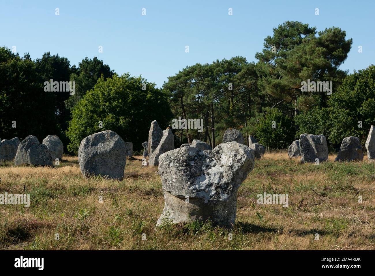 Pierres de Carnac (sites mégalithiques). Alignements le Ménec. Commune de Carnac. Département du Morbihan. Bretagne. France Banque D'Images