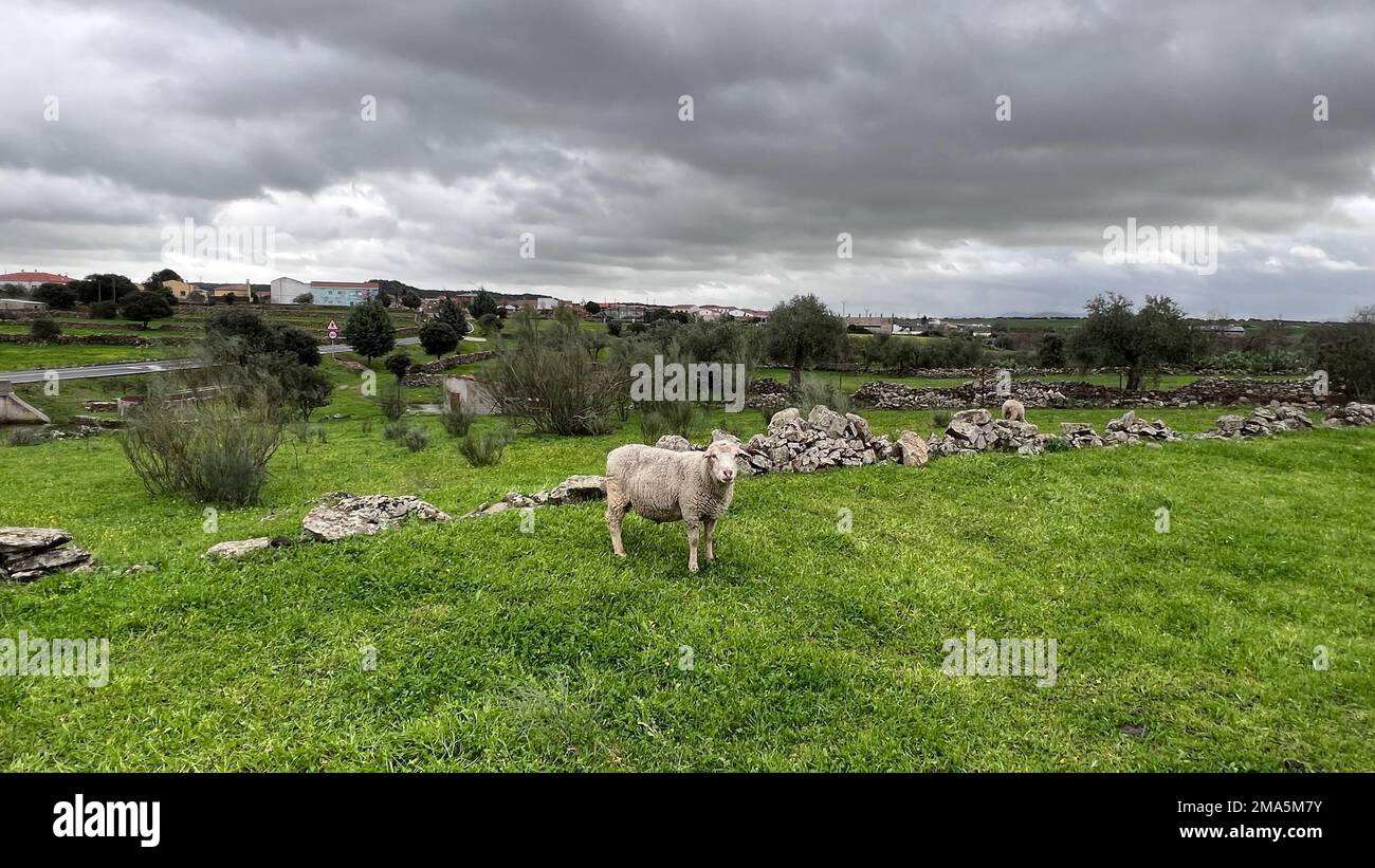 Moutons dans la prairie d'Estrémadure Banque D'Images