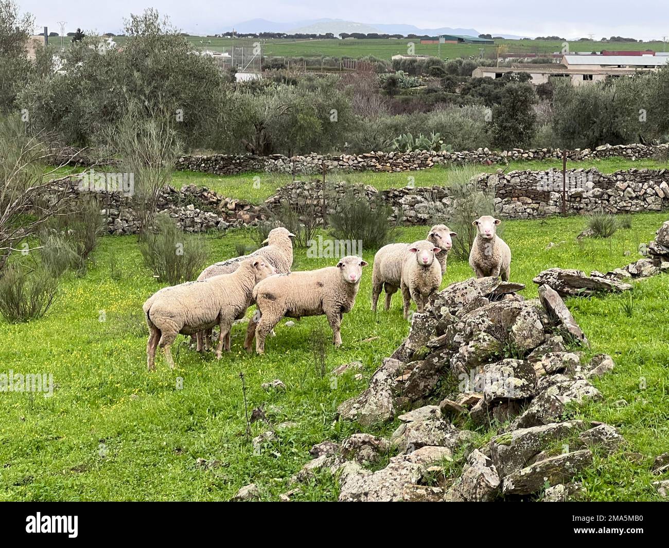 Moutons dans la prairie d'Estrémadure Banque D'Images