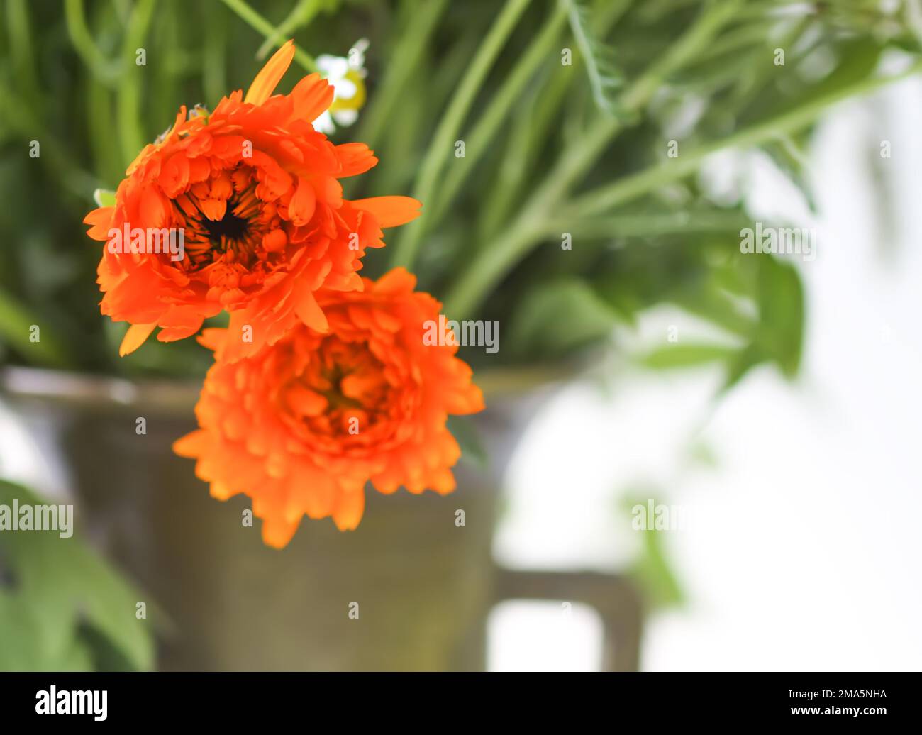 Fines herbes de Calendula médicinales. Fleurs d'été brillantes en mortier de laiton. Banque D'Images