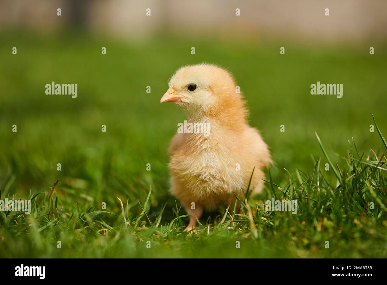 Poulet (Gallus domesticus) poussin sur un pré, Slovaquie Banque D'Images