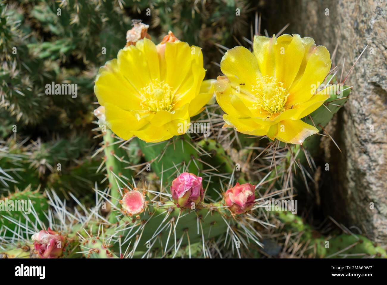 Poire pickly (Opuntia humifusa), Allemagne Banque D'Images