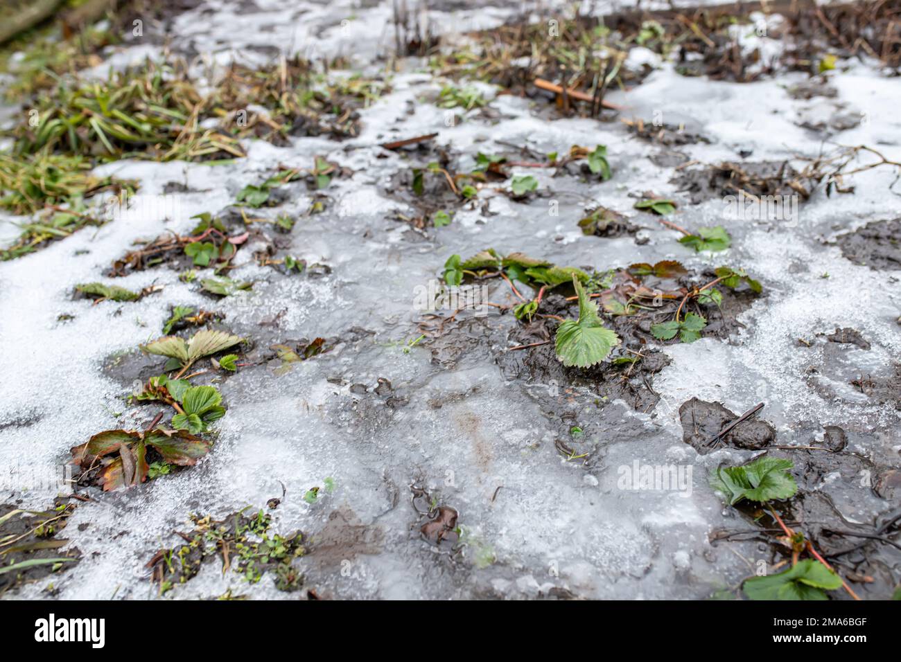 Feuilles de fraise sur le patched décongelé formé après la fonte de la neige au printemps. Préparation des lits de fraises pour le printemps. Banque D'Images