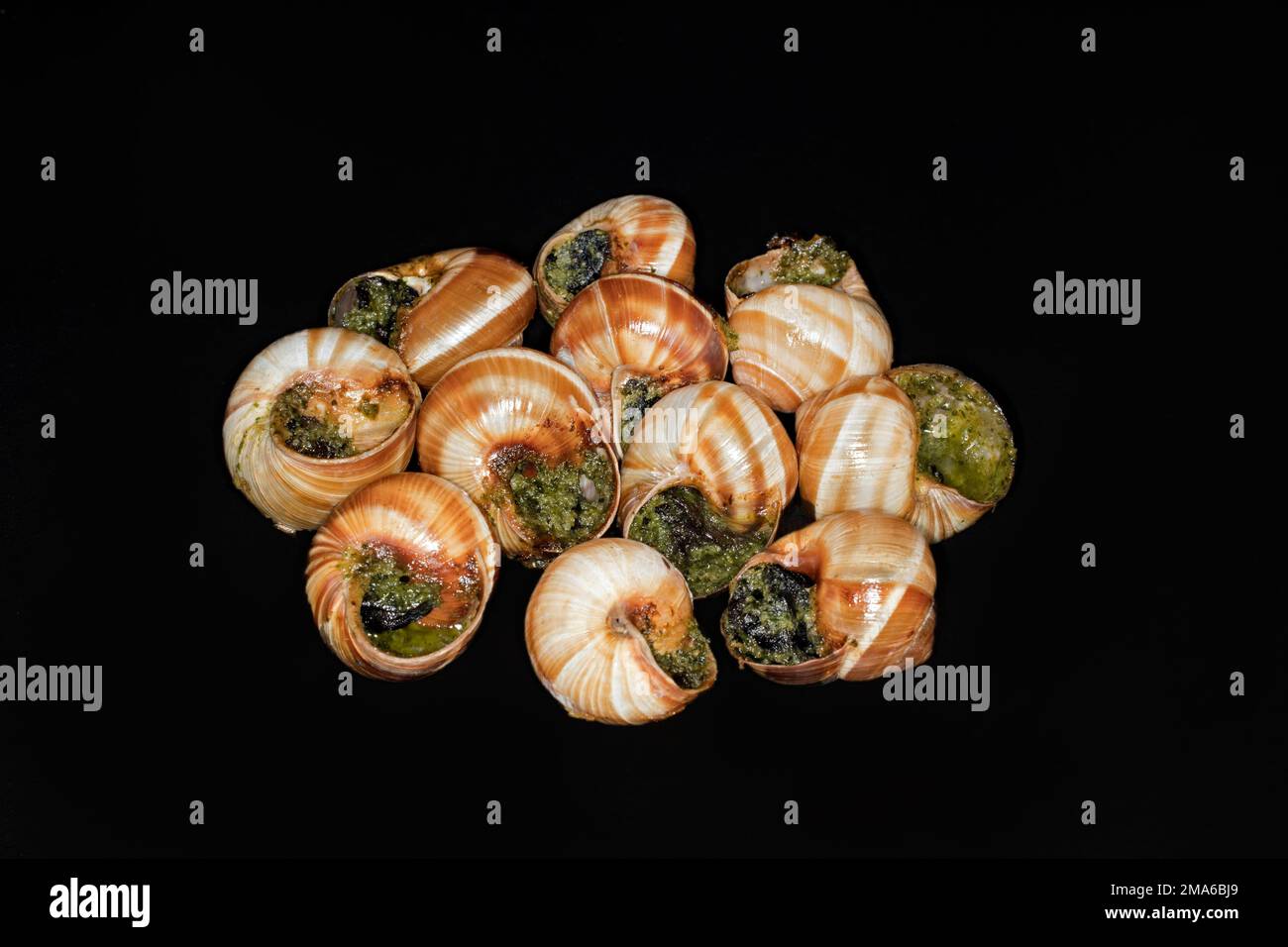 Escargots romains à rayures (Helix lucorum) avec beurre d'ail aux herbes, photographie en studio avec fond noir Banque D'Images