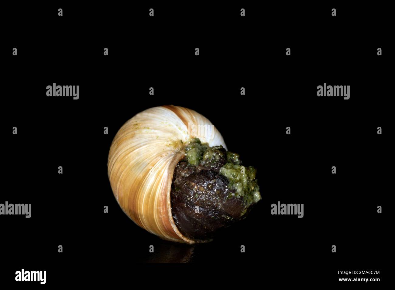 Escargot romain rayé (Helix lucorum) avec beurre d'ail aux herbes, photographie en studio avec fond noir Banque D'Images
