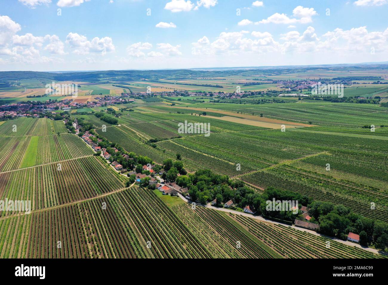 Paysage en été avec vignobles et cave, Borderland, Weinviertel, Hadres, Basse-Autriche, Autriche Banque D'Images