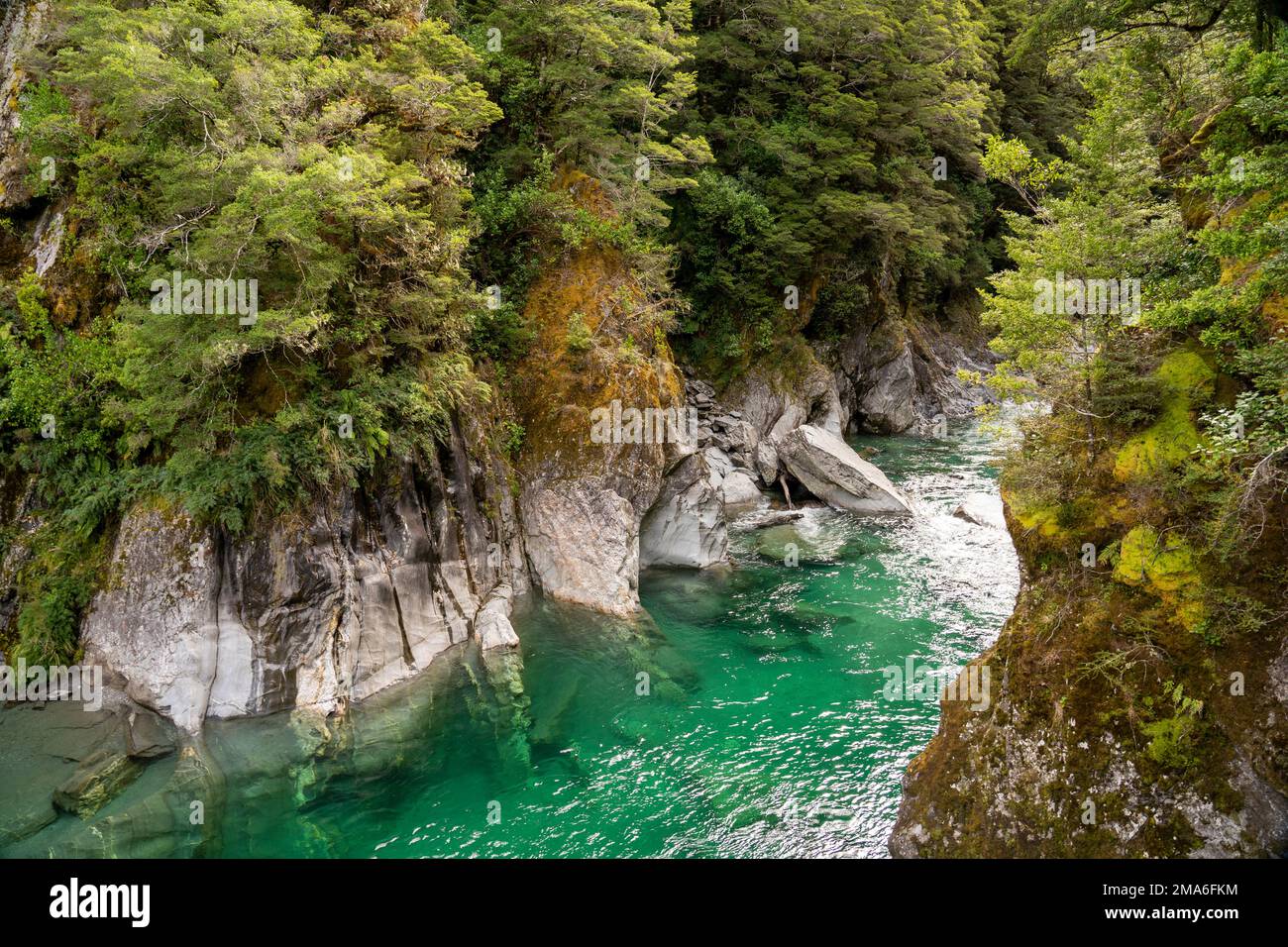 Vue tranquille sur les Blue pools avec eau profonde et claire qui coule dans la rivière Makarora nichée parmi les arbres et les buissons indigènes. Belvédère touristique célèbre Banque D'Images