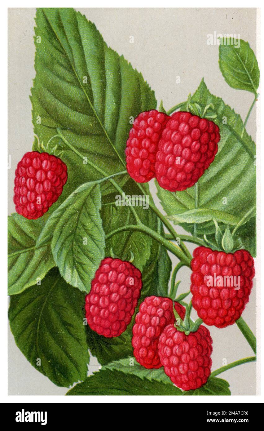 framboise, variété: Lloyd George Rubus idaeus, Rupp (livre de jardin,  1934), Himbeere, Sorte: Lloyd George Photo Stock - Alamy