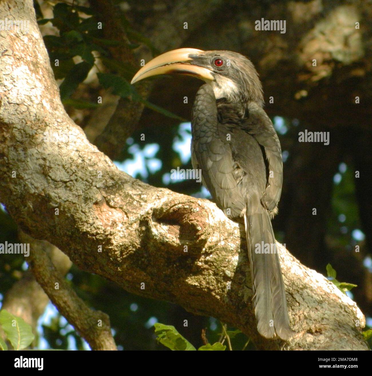 Le charme gris est un oiseau endémique que l'on observe couramment dans les zones sèches. Les zones boisées humides sont un bon habitat pour elles. Locaux de Mahamephna, Anuradhapura. Sri Lanka. Banque D'Images