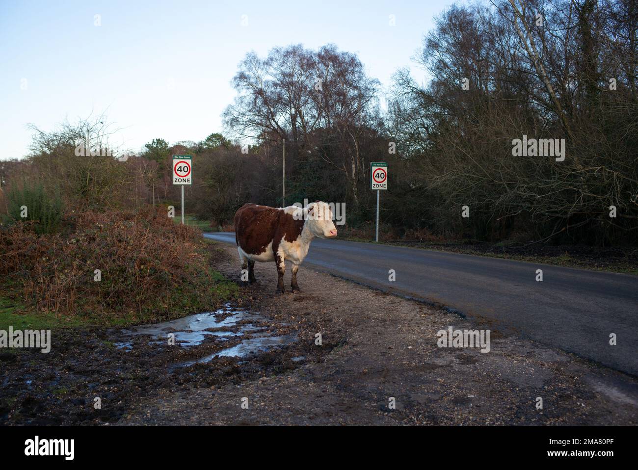 Une grande vache à cornes se trouve à côté des panneaux de vitesse juste à côté de la route dans le parc national de la Nouvelle forêt, presque comme un avertissement pour l'automobiliste à Ralentis. Banque D'Images