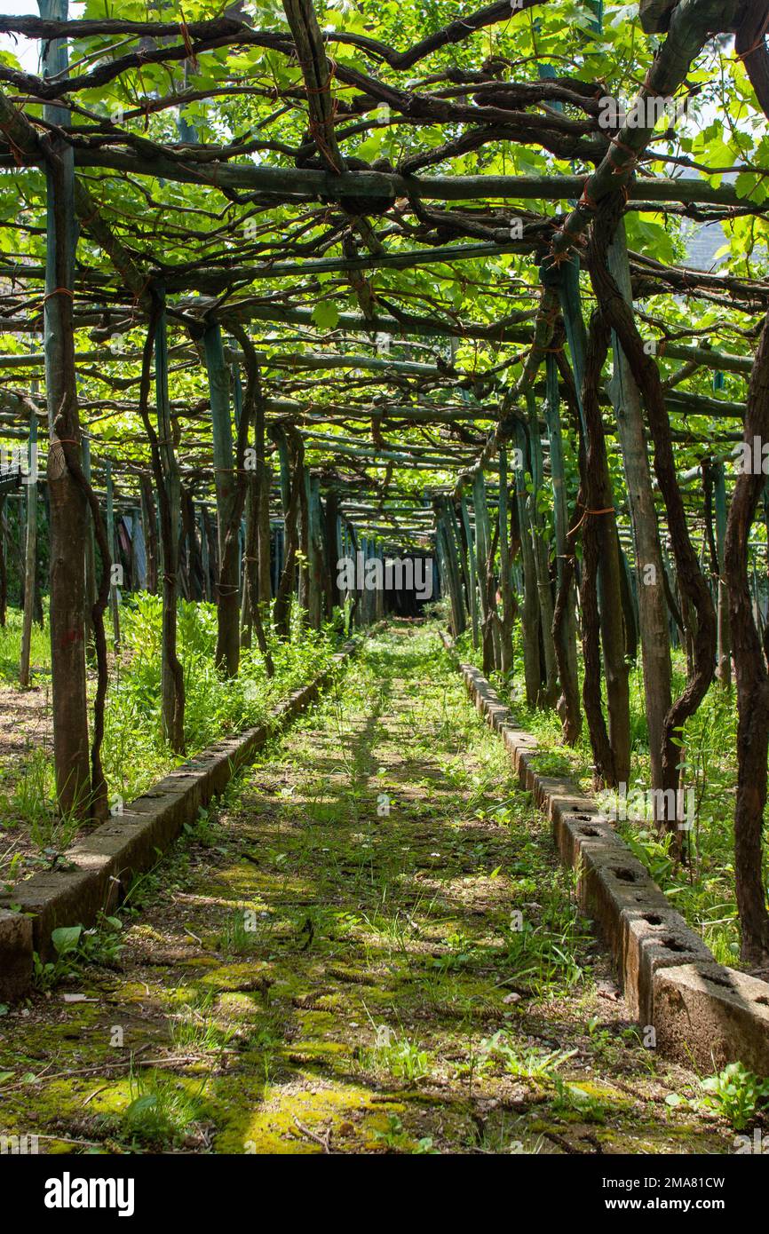 Agriculture traditionnelle en Italie Ravello, Italie - côte amalfitaine Banque D'Images