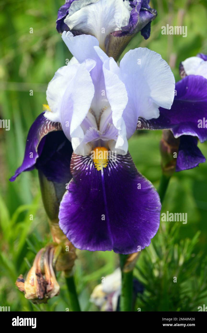 Une seule grande tête de fleur en forme de « Braithwaite » à iris violet/blanc avec barbe jaune cultivée à RHS Garden Bridgewater, Worsley, Greater Manchester, Royaume-Uni. Banque D'Images