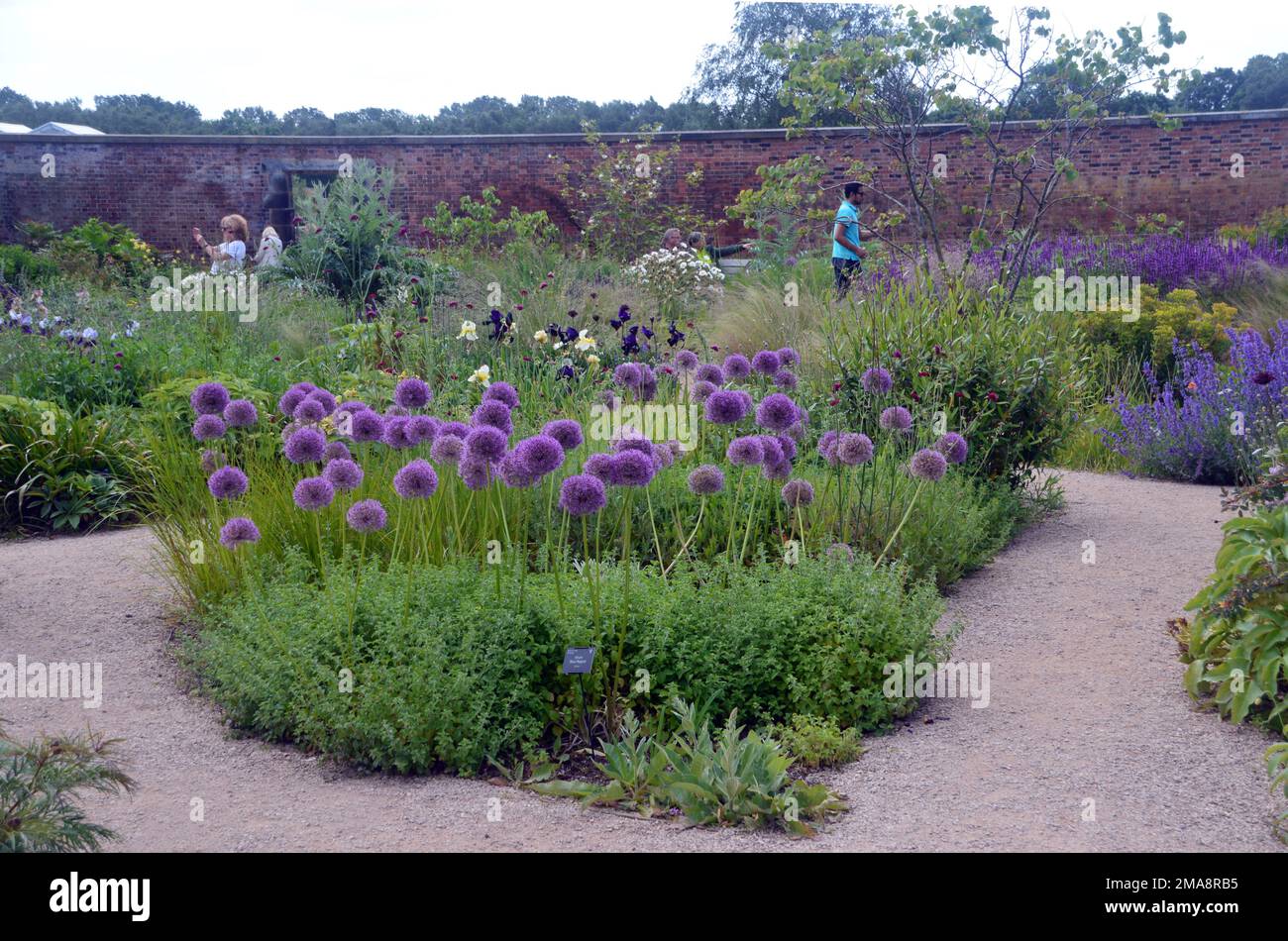Personnes marchant par Purple Alliums dans Weston Condled Garden à RHS Garden Bridgewater, Worsley, Greater Manchester, Royaume-Uni. Banque D'Images