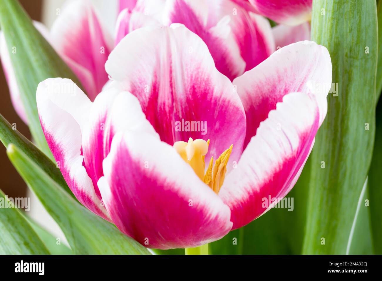 Fleur tulipe rose et blanche Banque D'Images