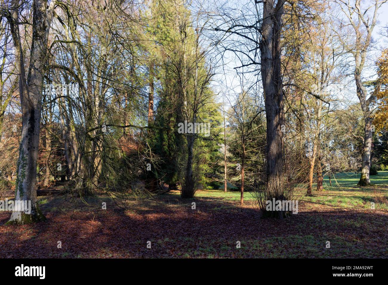 Bois d'hiver par un beau jour d'hiver, Angleterre, Royaume-Uni Banque D'Images