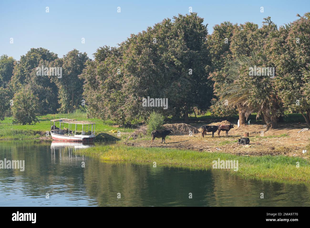 Landschaft am Nil südlich von Luxor, Ägitten Banque D'Images