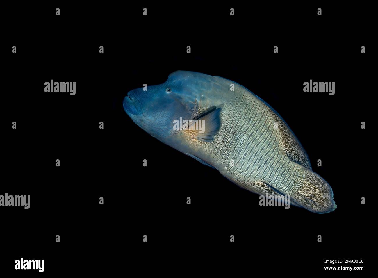 Le wrasse à tête plate est également connu sous le nom de Māori wrasse, Napoléon wrasse, Napoleonfish est une grande espèce de wrasse aux Maldives Banque D'Images