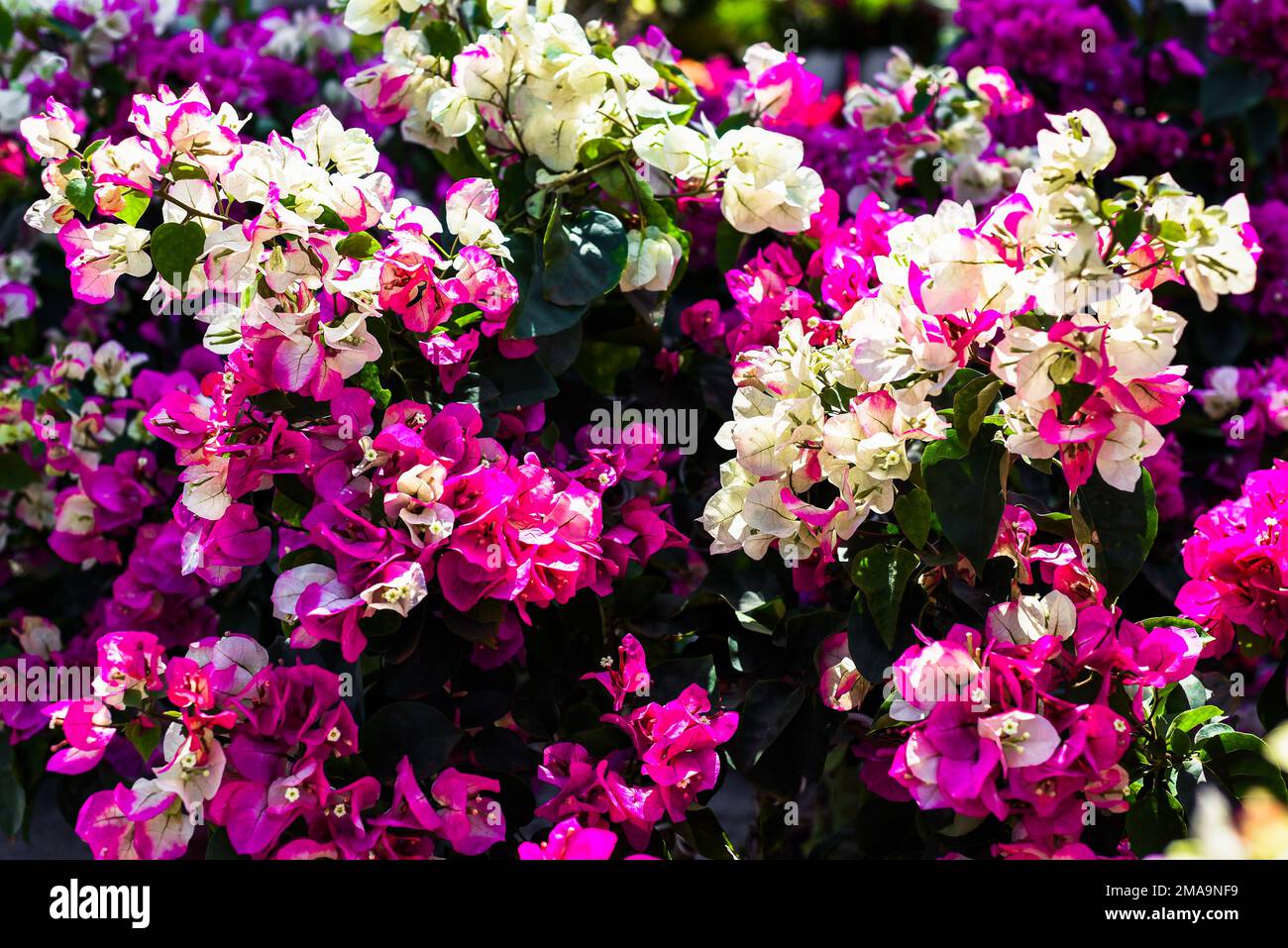 La culture de Bougainvillea multicolore fleurit sous la lumière du soleil à Nha Trang Vietnam Banque D'Images