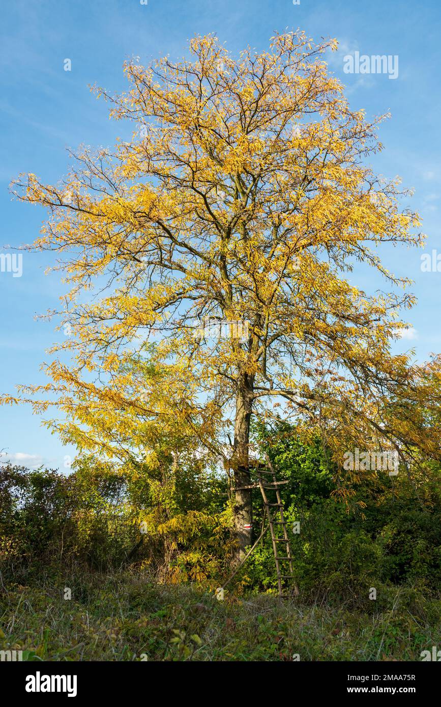 Un arbre avec des feuilles jaunes et un nid de chasseur à l'automne, par un sentier de randonnée près de RAM-szakadek en Hongrie. Banque D'Images