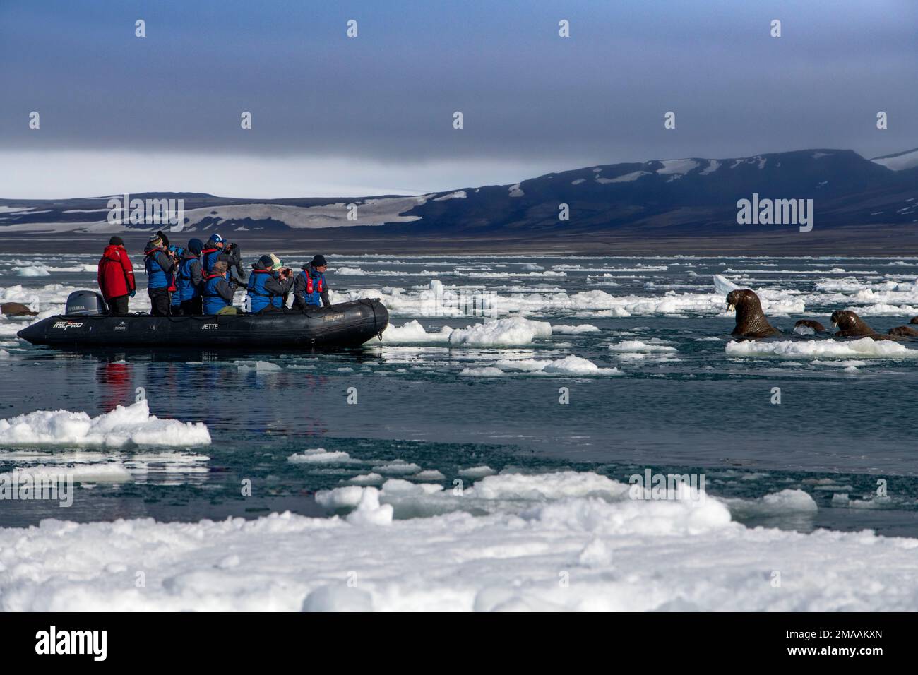 Les touristes prennent des photos de la colonie de morses (Odobenus rosmarus), Torellneset, Svalbard, Arctique, Norvège, Scandinavie, Europe. Navire de croisière d'expédition Banque D'Images