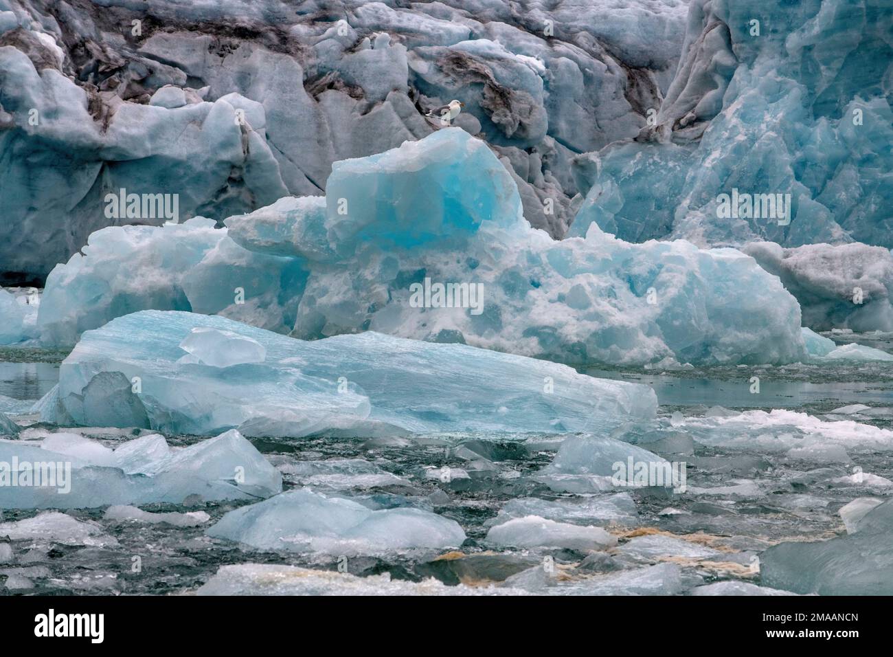 Goélands glacous, Larus hyperboreus, perchés sur un iceberg. Expédition navire de croisière Greg Mortimer dans l'archipel de Svalbard, dans l'Arctique de la Norvège. Croisière en zodiaque Banque D'Images