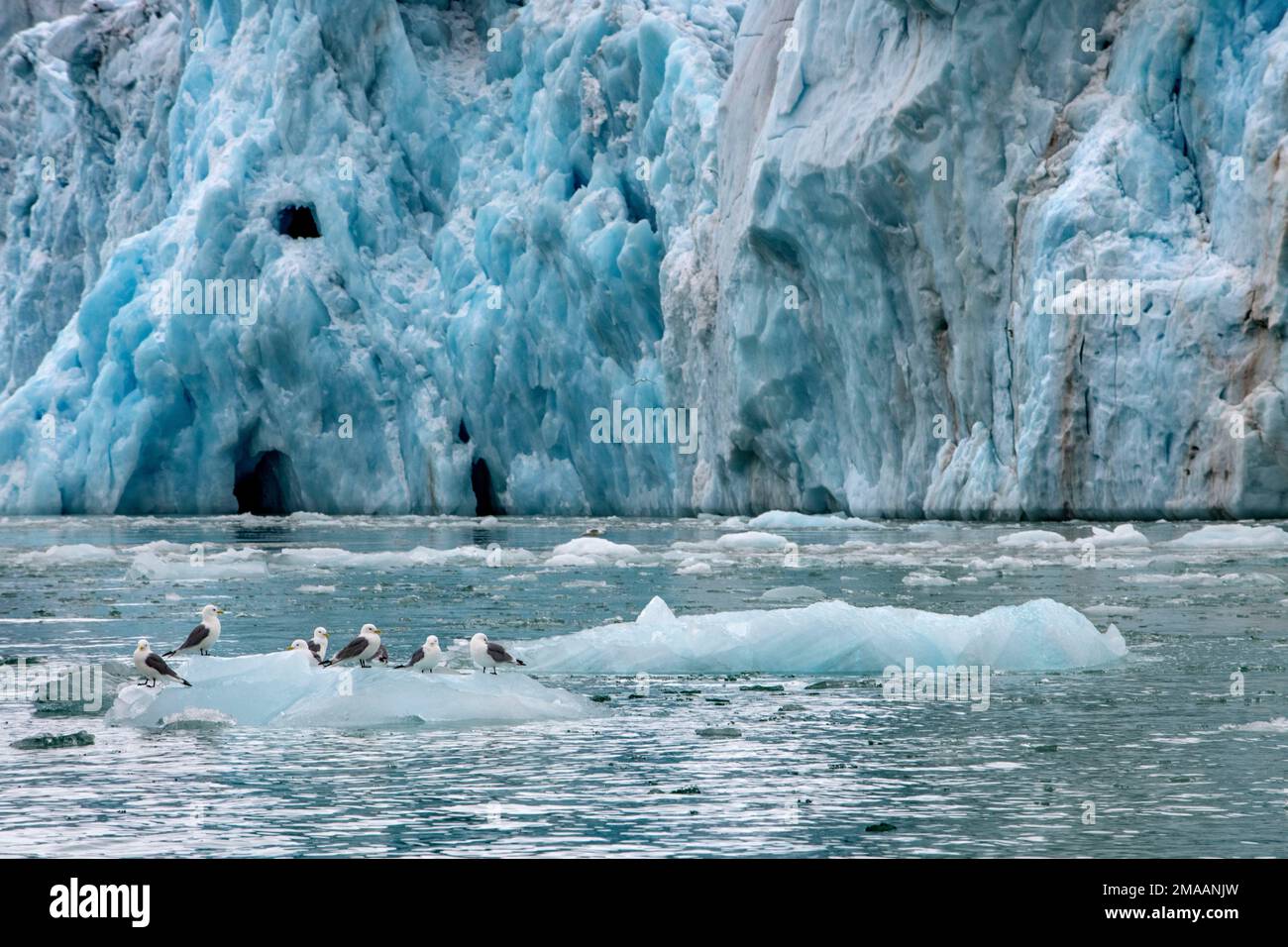 Goélands glacous, Larus hyperboreus, perchés sur un iceberg. Expédition navire de croisière Greg Mortimer dans l'archipel de Svalbard, dans l'Arctique de la Norvège. Croisière en zodiaque Banque D'Images